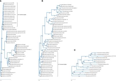 The complete genome sequence of unculturable Mycoplasma faucium obtained through clinical metagenomic next-generation sequencing